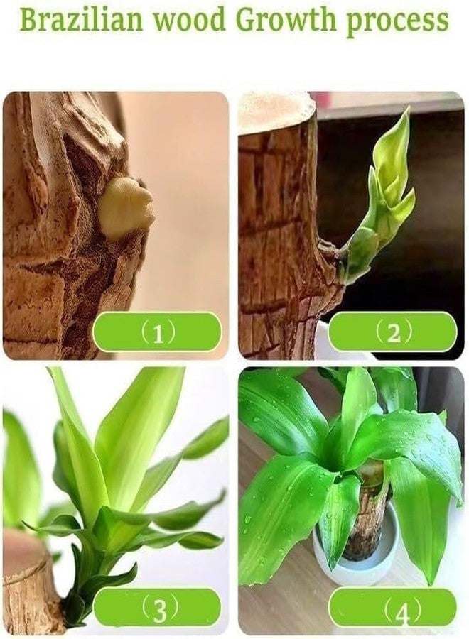 Oulores Brazilian Wood Plant Brazilian Lucky Wood Plant - Image 4