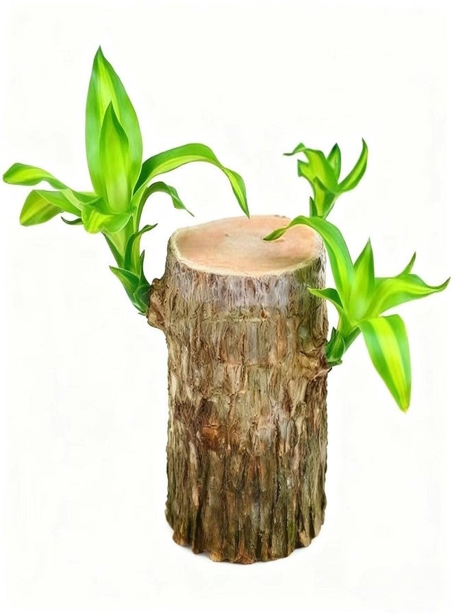 Oulores Brazilian Wood Plant Brazilian Lucky Wood Plant - Image 1