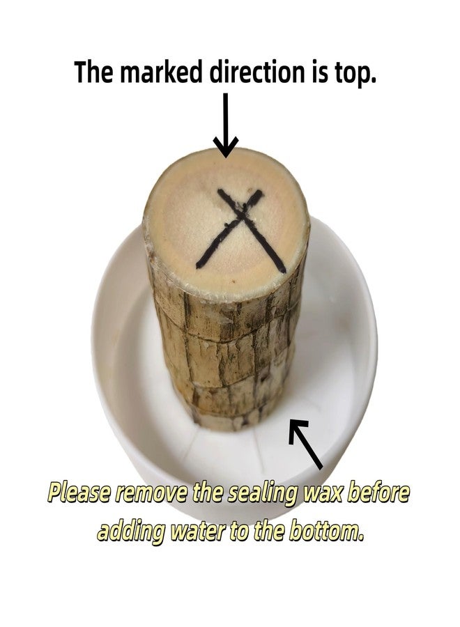 Oulores Brazilian Wood Plant Brazilian Lucky Wood Plant - Image 2