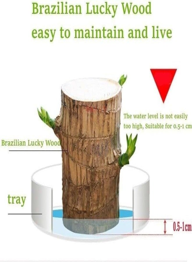 Oulores Brazilian Wood Plant Brazilian Lucky Wood Plant - Image 3