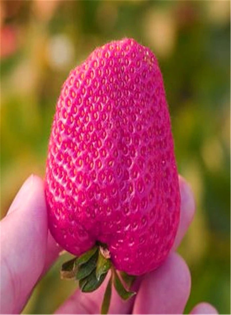 GGOOT Rare Growing Strawberry Seeds UK Heirloom Garden Seeds Variety Pack Fruit Seeds for Garden-500 Pcs - Image 1
