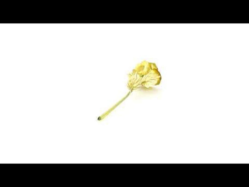 Webelkart Plastic Valentine Gift for Girls Boys Girlfriend Boyfriend Husband Wife Love Couple Decorative 24K Gold Plated Artificial Rose Flower with Box (Gold, 10 Inches), Artificial Gold Rose - Image 2
