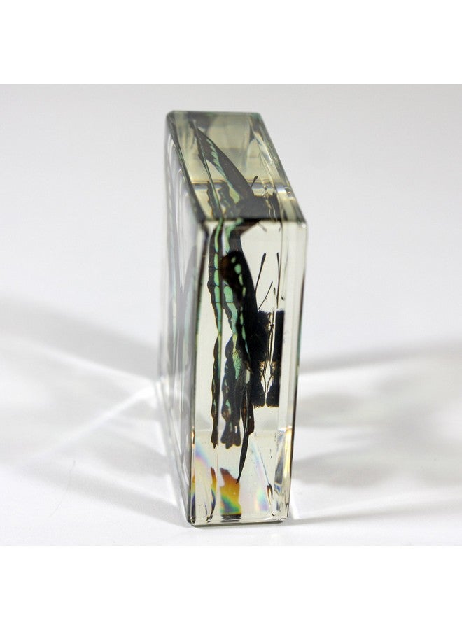 REALBUG Common Blue Bottle Butterfly Paperweight(3 X 3 X 1) - Image 3