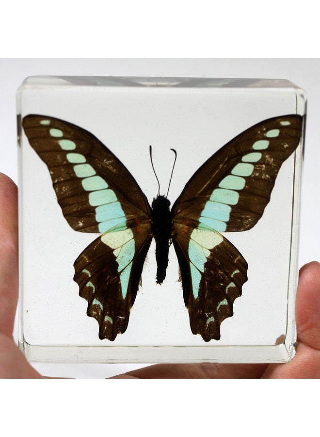 REALBUG Common Blue Bottle Butterfly Paperweight(3 X 3 X 1) - Image 2