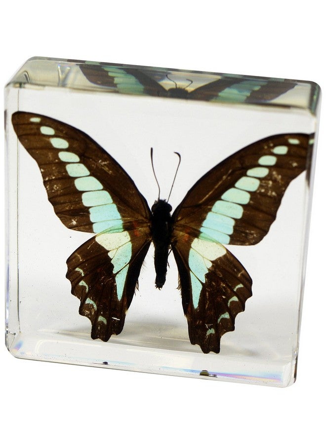 REALBUG Common Blue Bottle Butterfly Paperweight(3 X 3 X 1) - Image 1
