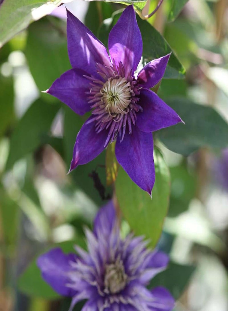 GGOOT Clematis Multi Blue, Blue Blooms, Climbing Garden Flower Plant, Potted Plant in Nursery Pot (2 Litre Potted) - Image 2