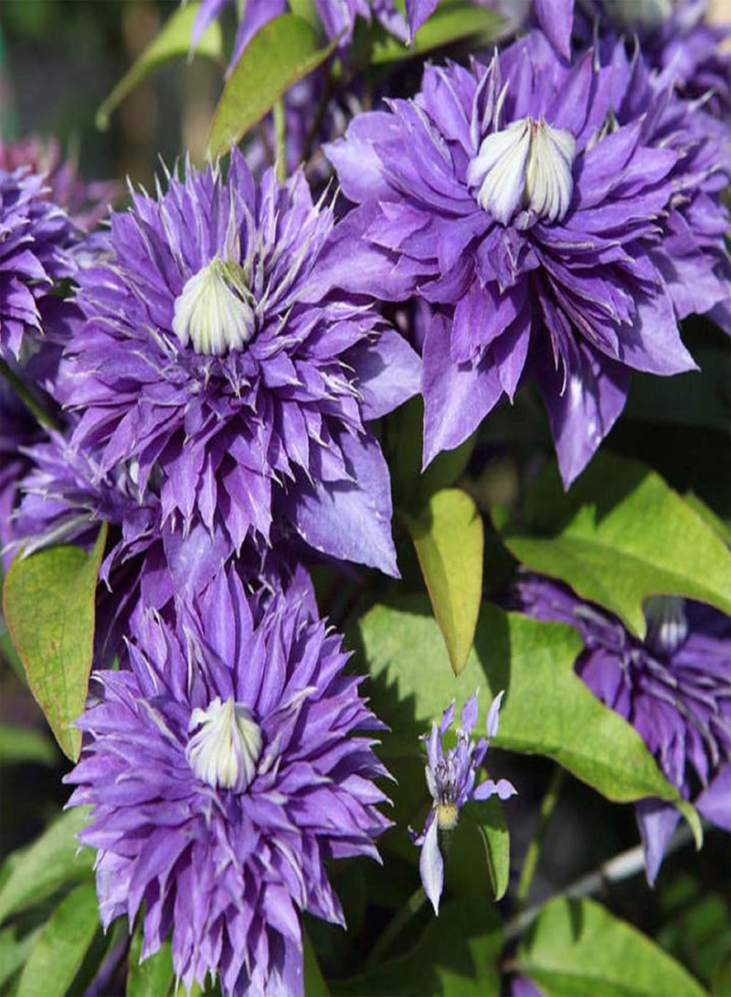 GGOOT Clematis Multi Blue, Blue Blooms, Climbing Garden Flower Plant, Potted Plant in Nursery Pot (2 Litre Potted) - Image 1