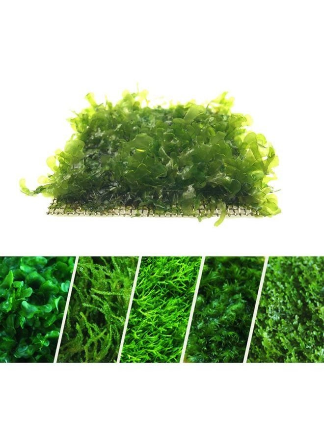 Generic - Moss Wire Mesh Stainless Steel - Image 1