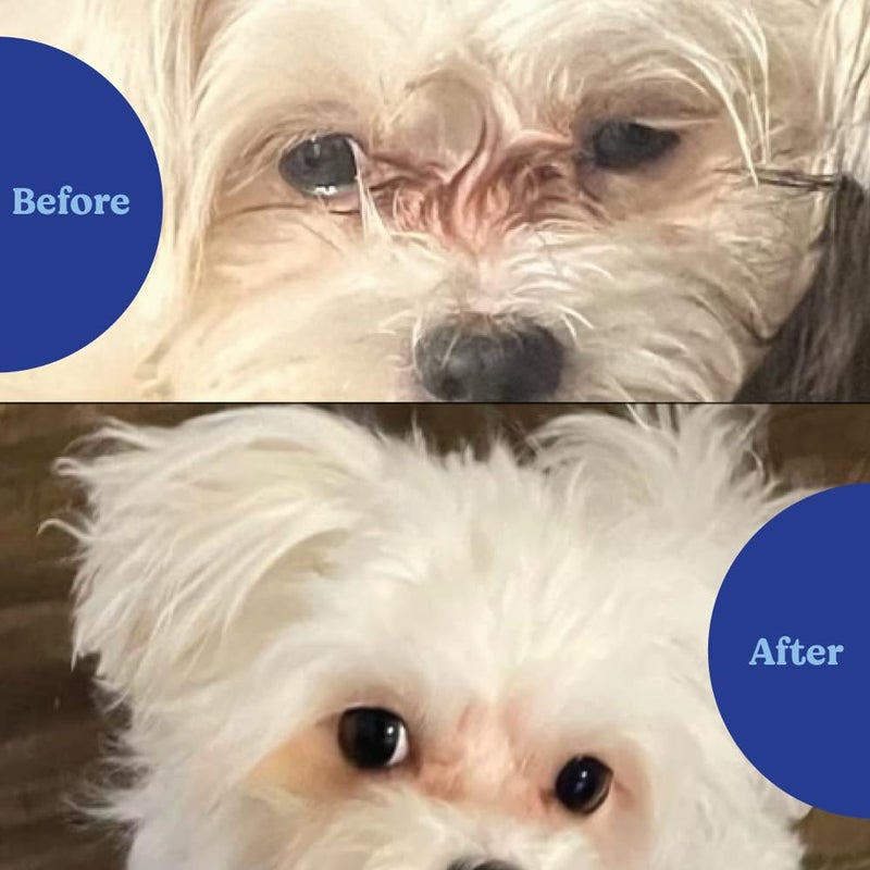 ANGELS' EYES Angelsâ€™ Eyes Natural Tear Stain Supplement Chews for Dogs, Prevent Stained Fur, with Oregon Grape Root, Marshmallow Root, Colostrum, No Wheat or Corn, 120ct Chicken - Image 2