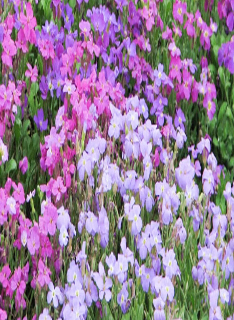 GGOOT 50 Seeds of Mix Aubrieta - Ground Cover Rock Garden Flower Nana Compacta Alpine Plant