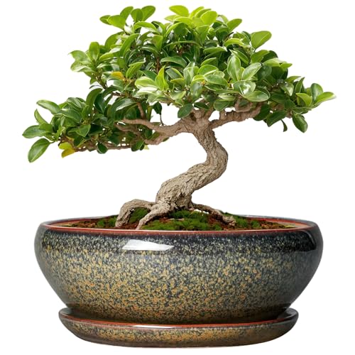 SQOWL Bonsai Pots Small - 6 Inch Ceramic Succulent Pots with Drainage Hole and Saucer, Shallow Round Planter for Indoor Plants Outdoor, Ceramic Cactus Planter, Patio Decor, Housewarming Gift, Brown - Image 1