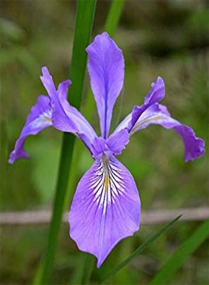 جي جوت - بذور السوسن تيناكس