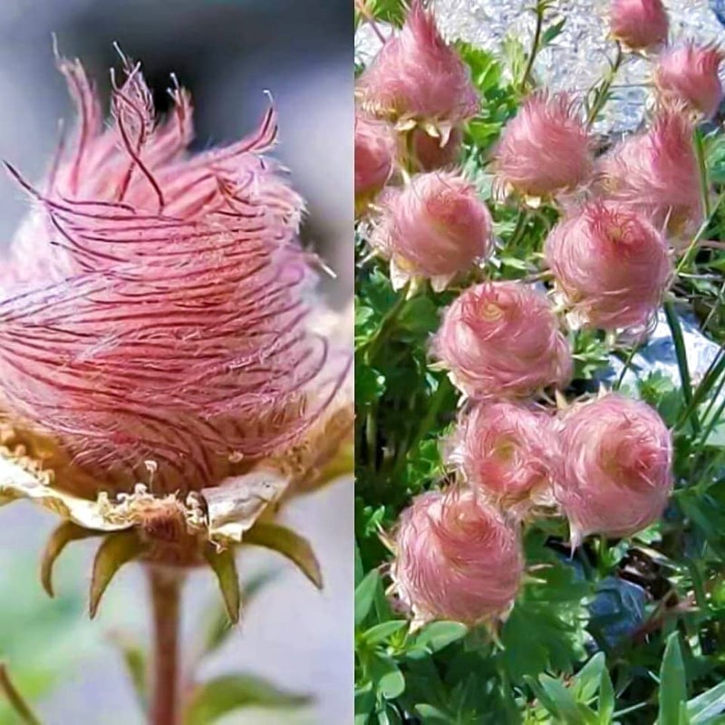 CZ Grain Prairie Smoke Seeds - 10 Seeds to Grow - Made in USA, Ships from Iowa. Rare and Hard to Find Geum triflorum Seeds - Image 1