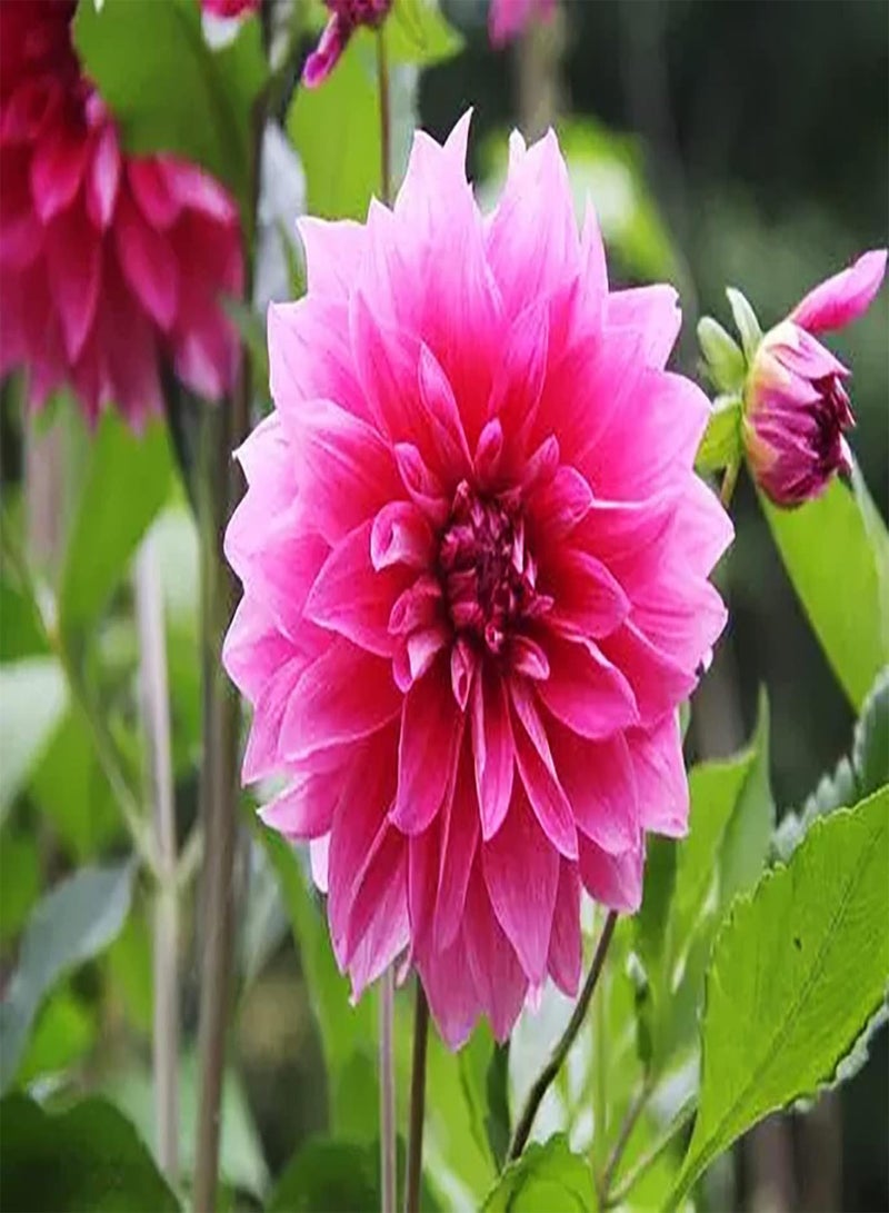 GGOOT 2pcs Roze Dahlia Bollen Binnen Buiten Tuin Boerderij Het Hele jaar Door Planten Hoge Sierwaarde Uniek Landschap Maken Snijbloem Boeket Beginnersvriendelijk - Image 2