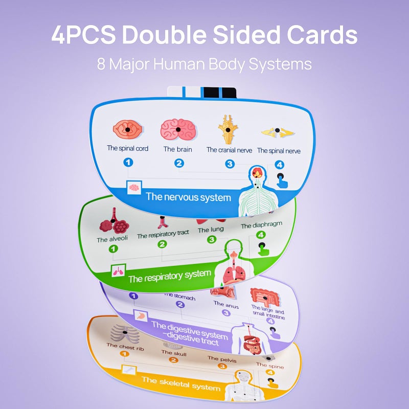 Science Can Human Body Model for Kids, Interactive Human Anatomy Talking Model - 11 Inch Realistic Anatomical Assembly Kit, 15PCS Removable Parts & Guide, Educational STEM Toys Gifts for Kids Aged 6+ - Image 5