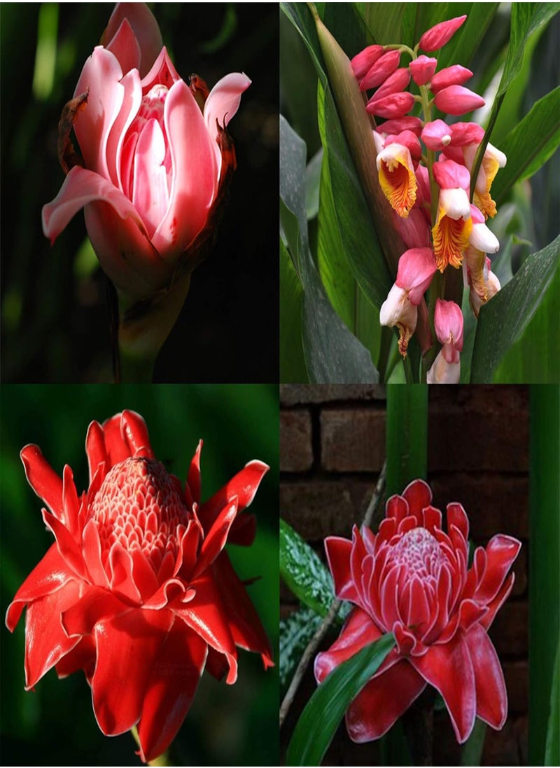 GGOOT 100Pcs Torch Ginger Rare Flower Etlingera Elatior Seeds Unique Ornamental Plant  - Image 1