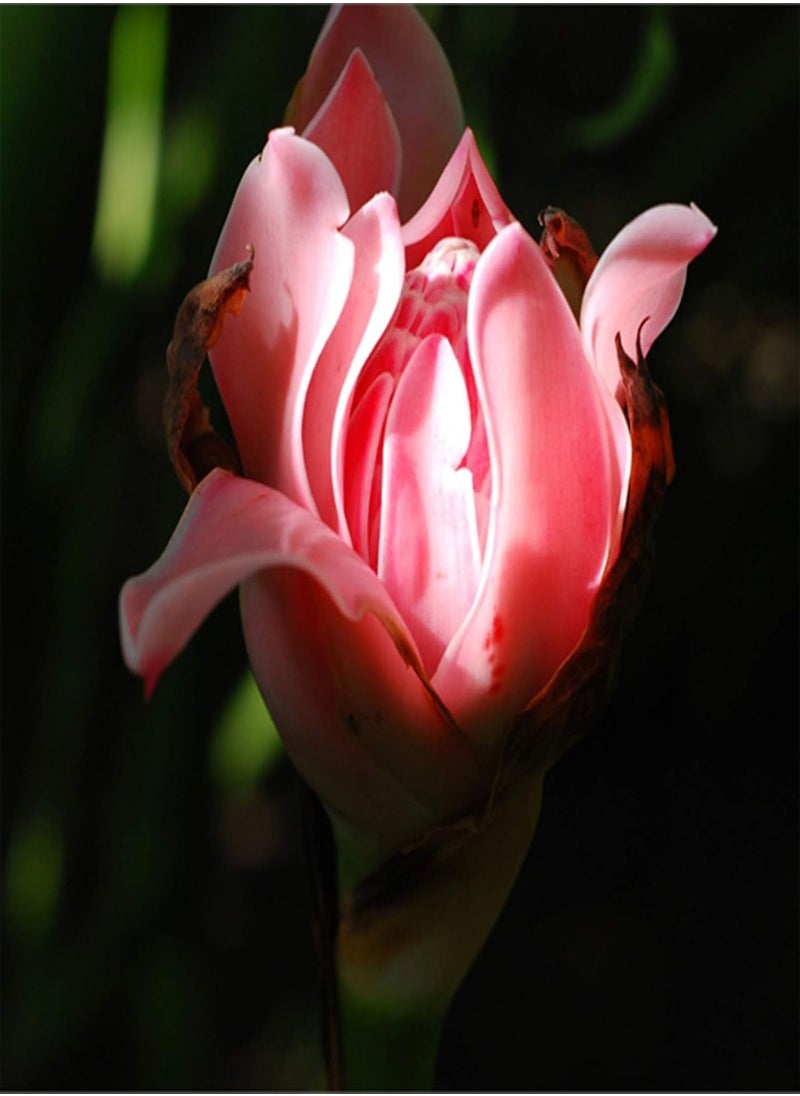 GGOOT 100Pcs Torch Ginger Rare Flower Etlingera Elatior Seeds Unique Ornamental Plant  - Image 2