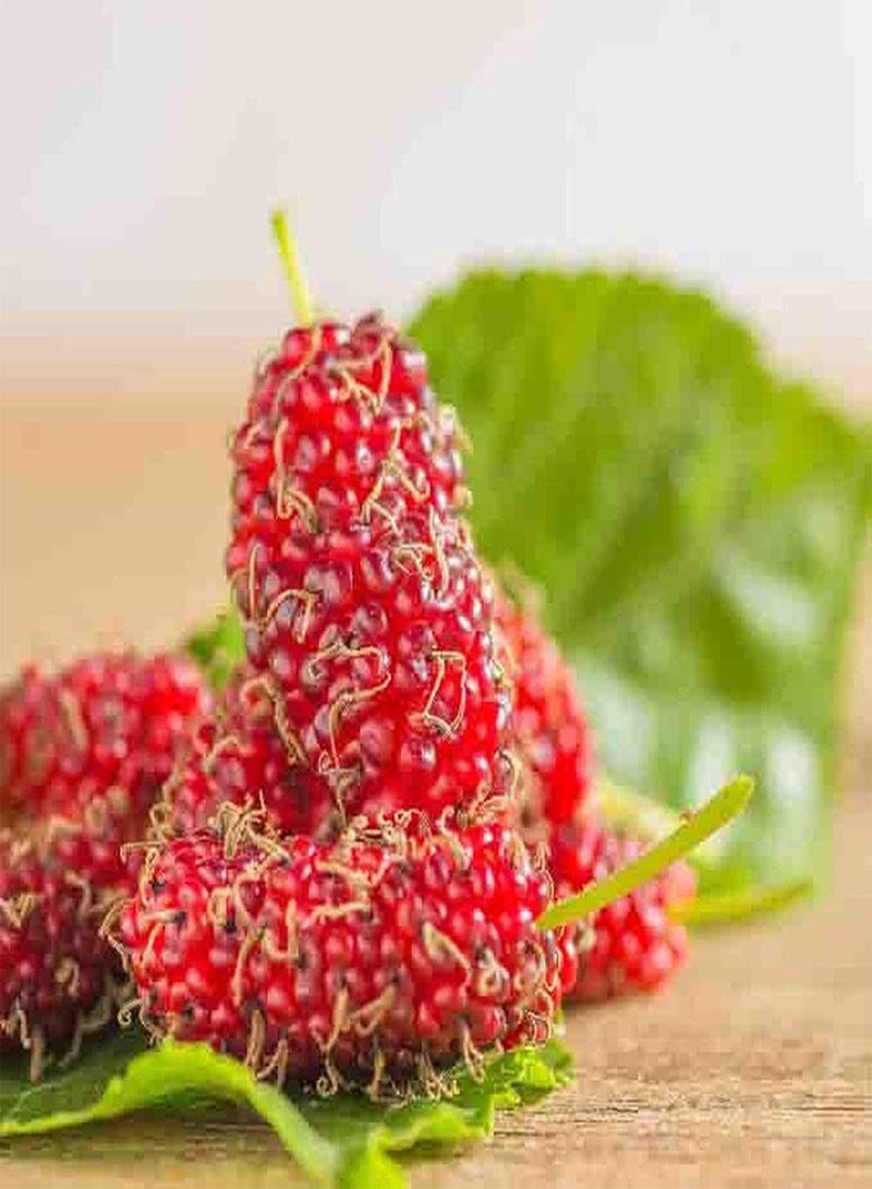 GGOOT 100Pcs Mulberry Seeds Non-GMO Juicy Fruits Suitable for Planting in Any Season Strong Adaptability Trees Outdoor Natural Growth - Image 3