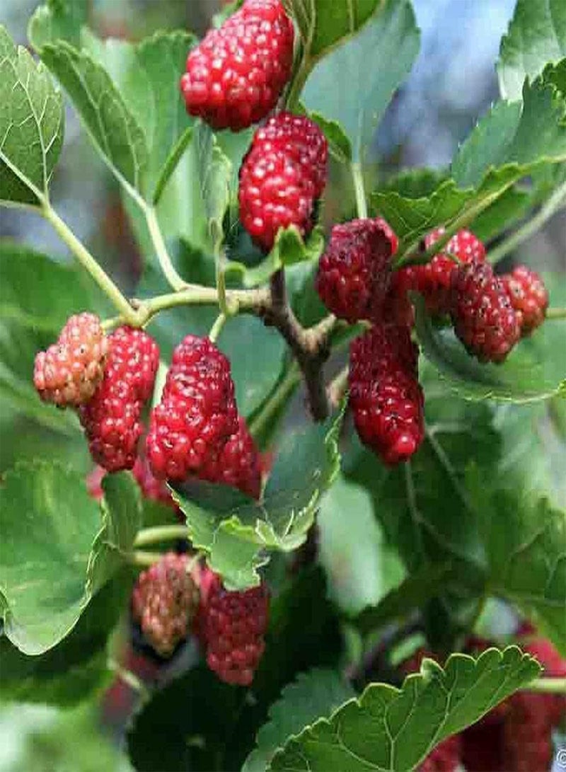 GGOOT 100Pcs Mulberry Seeds Non-GMO Juicy Fruits Suitable for Planting in Any Season Strong Adaptability Trees Outdoor Natural Growth - Image 2