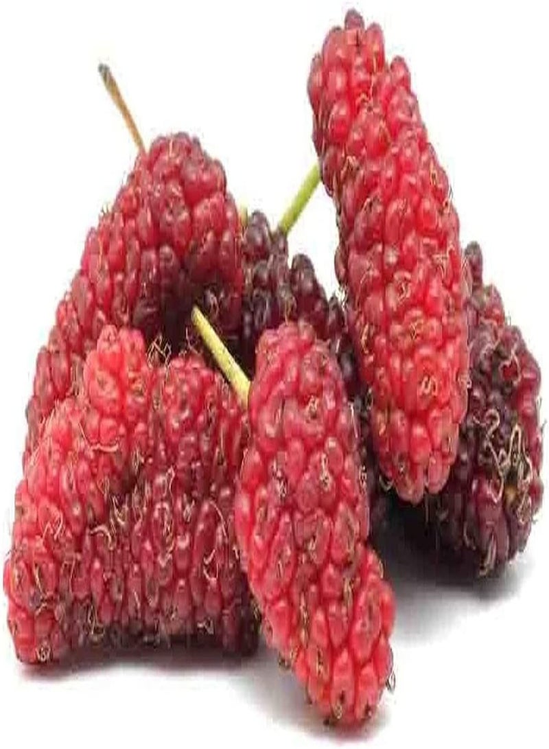 GGOOT 100Pcs Mulberry Seeds Non-GMO Juicy Fruits Suitable for Planting in Any Season Strong Adaptability Trees Outdoor Natural Growth - Image 1