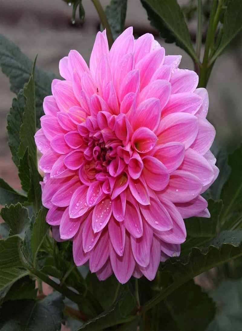 GGOOT Plant Seed 200Pcs/Bag Bonsai Seeds Decorative Attract Birds Fast Growing Mixed Color Dahlia Flower Seeds for Decorating - Dahlia Seeds - Image 4