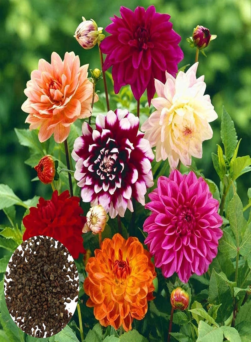 GGOOT Plant Seed 200Pcs/Bag Bonsai Seeds Decorative Attract Birds Fast Growing Mixed Color Dahlia Flower Seeds for Decorating - Dahlia Seeds - Image 1