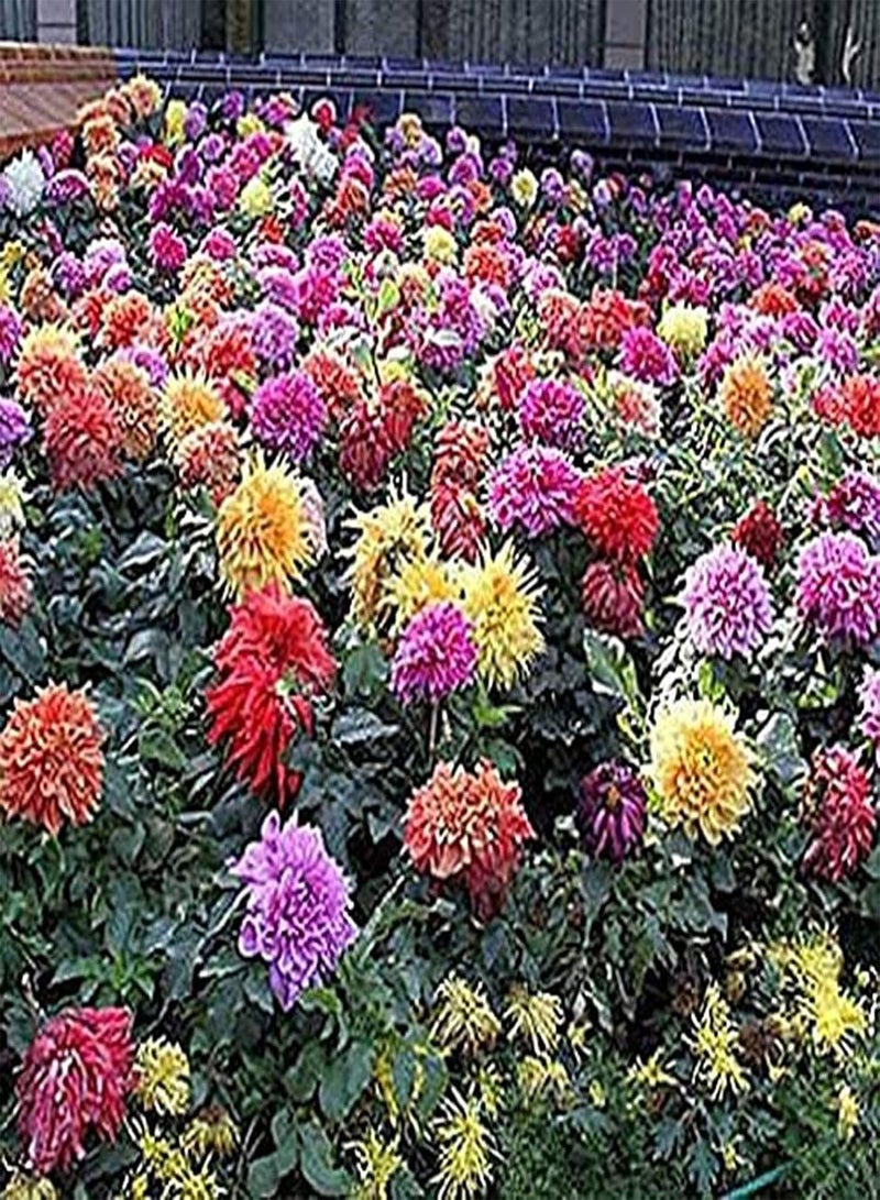 GGOOT Plant Seed 200Pcs/Bag Bonsai Seeds Decorative Attract Birds Fast Growing Mixed Color Dahlia Flower Seeds for Decorating - Dahlia Seeds - Image 2