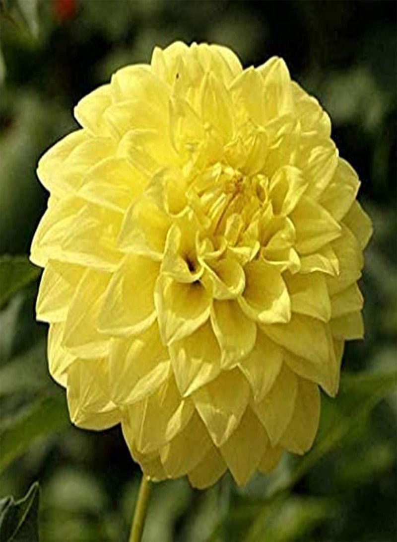 GGOOT Plant Seed 200Pcs/Bag Bonsai Seeds Decorative Attract Birds Fast Growing Mixed Color Dahlia Flower Seeds for Decorating - Dahlia Seeds - Image 3