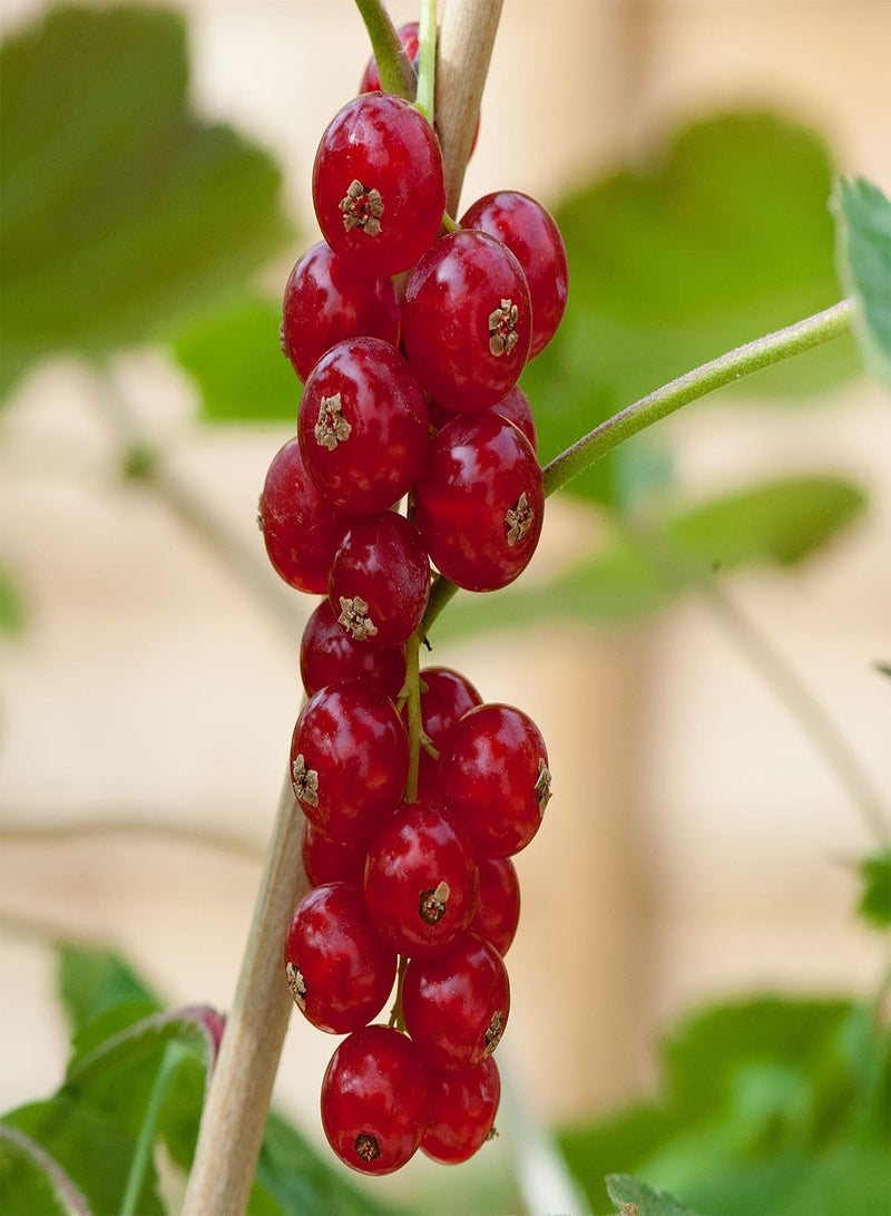 GGOOT Redcurrant Plant Bush 'Rovada' Ribes rubrum Hardy Shrub Easy to Grow Your Own Outdoor Garden Flower Plants 1x 3 Litre Potted Plant by seeds - Image 1