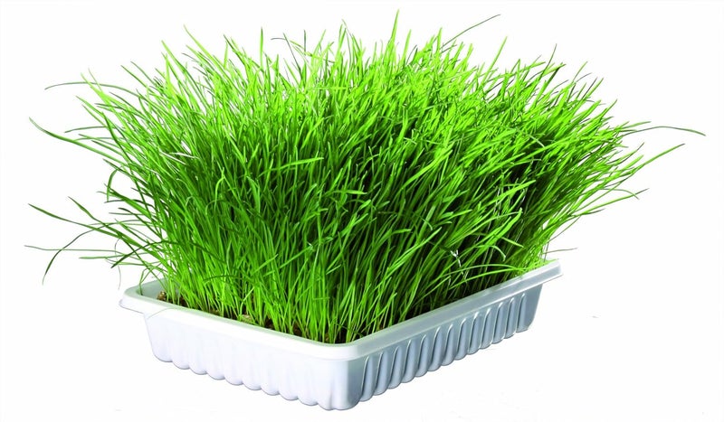 Trixie Soft Cat Grass Refill Tray - 100G - Image 3