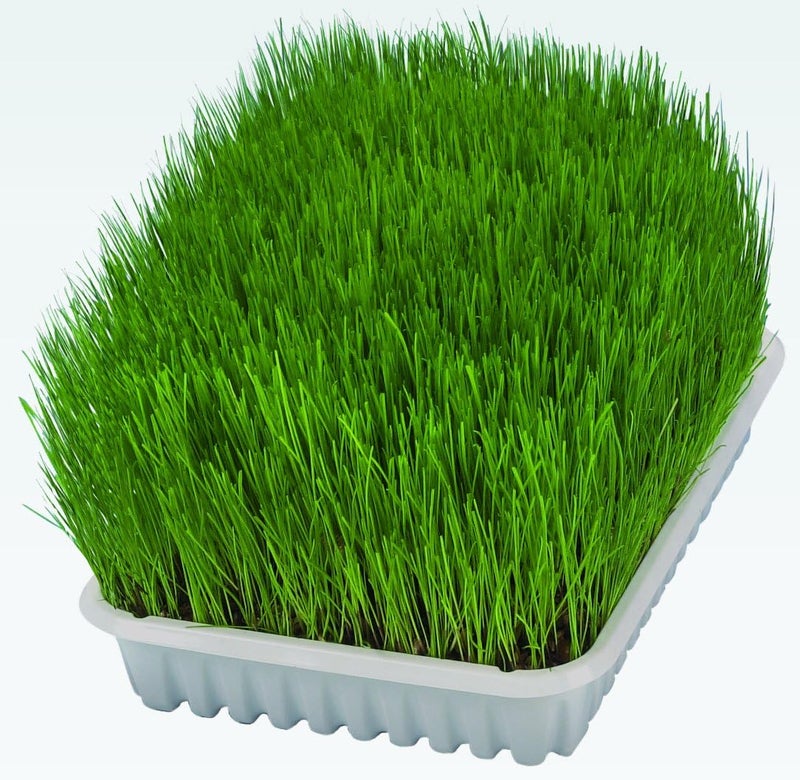 Trixie Soft Cat Grass Refill Tray - 100G - Image 1