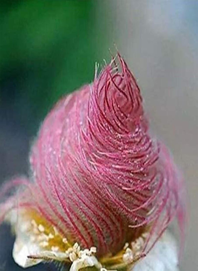 GGOOT 100Pcs/Bag Prairie Smoke Seeds Rare DIY Special Bonsai Potted Rare Flower Seeds for Garden - 1 - Image 1