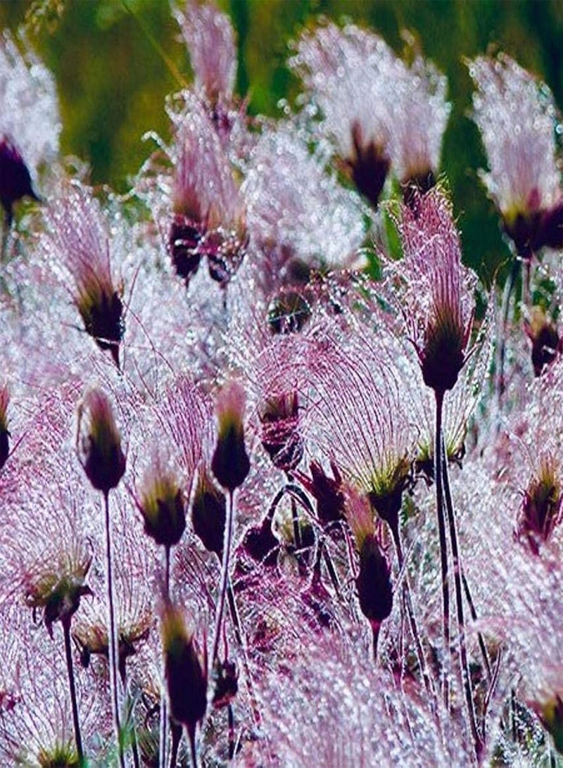 GGOOT 100Pcs/Bag Prairie Smoke Seeds Rare DIY Special Bonsai Potted Rare Flower Seeds for Garden - 1 - Image 4