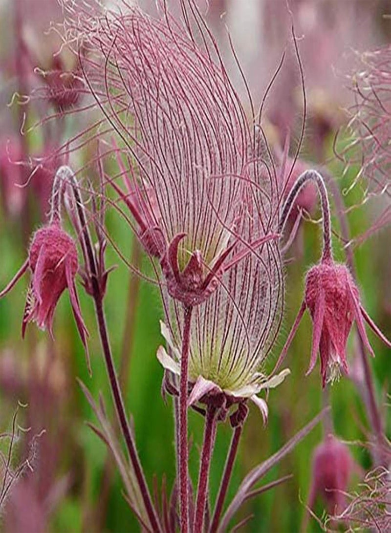 GGOOT 100Pcs/Bag Prairie Smoke Seeds Rare DIY Special Bonsai Potted Rare Flower Seeds for Garden - 1 - Image 2