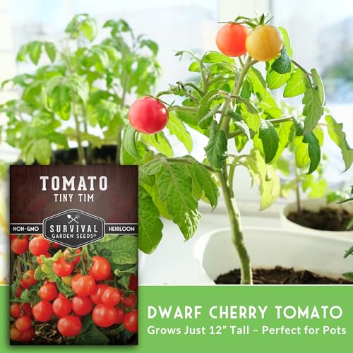 SURVIVAL GARDEN SEEDS Tiny Tim Tomato Seeds - Dwarf Cherry Tomatoes for Planting Indoors or Patio, Compact Heirloom Variety for Containers, High Yield, Non-GMO - Survival Garden Seeds (1 Pack) - Image 4