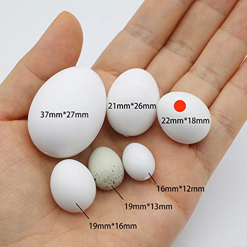 FOIBURELY 8 Pcs Solid Parrot Plastic Eggs Hatching Eggs Lovebird, Bourkes, Lineoleated, Eng Budgie. Trick The Birds to Stop Laying Eggs, Fake Eggs（22mm*18mm） - Image 4