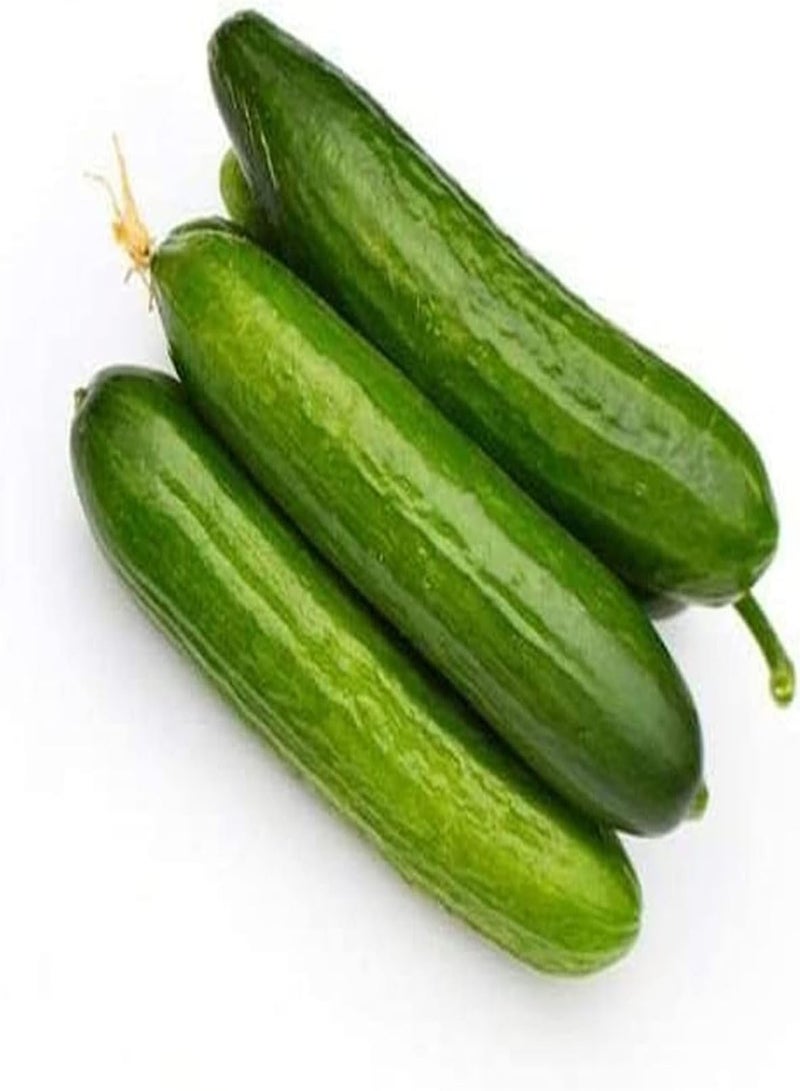 GGOOT 50Stück Gurkensamen Jährliche Kletterreben Einzigartige Gartendekoration Pflanzen auf dem Bauernhof im Freien Genießen Sie die ländliche Landschaft knusprig und saftig - Image 2