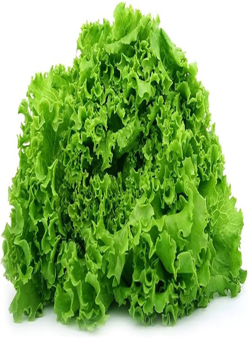 GGOOT 10pcs Green Lettuce Seeds Rich in Nutrition Vegetables Improve Human Immunity and Contribute to Human Health - Image 2
