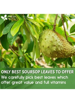 FRESHDRINKUS Premium Soursop Dried Leaves, 120+ Leaves  - Image 5