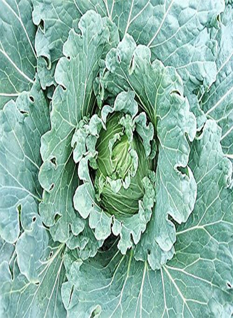 GGOOT 50 COPENHAGEN MARKET EARLY CABBAGE Heirloom Brassica Oleracea Vegetable Seeds - Image 3