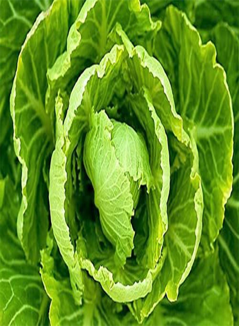 GGOOT 50 COPENHAGEN MARKET EARLY CABBAGE Heirloom Brassica Oleracea Vegetable Seeds - Image 4