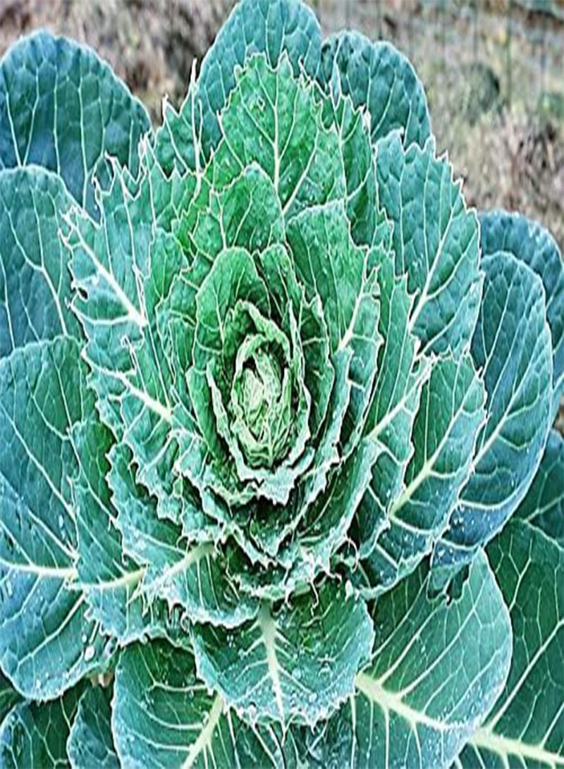 GGOOT 50 COPENHAGEN MARKET EARLY CABBAGE Heirloom Brassica Oleracea Vegetable Seeds - Image 2