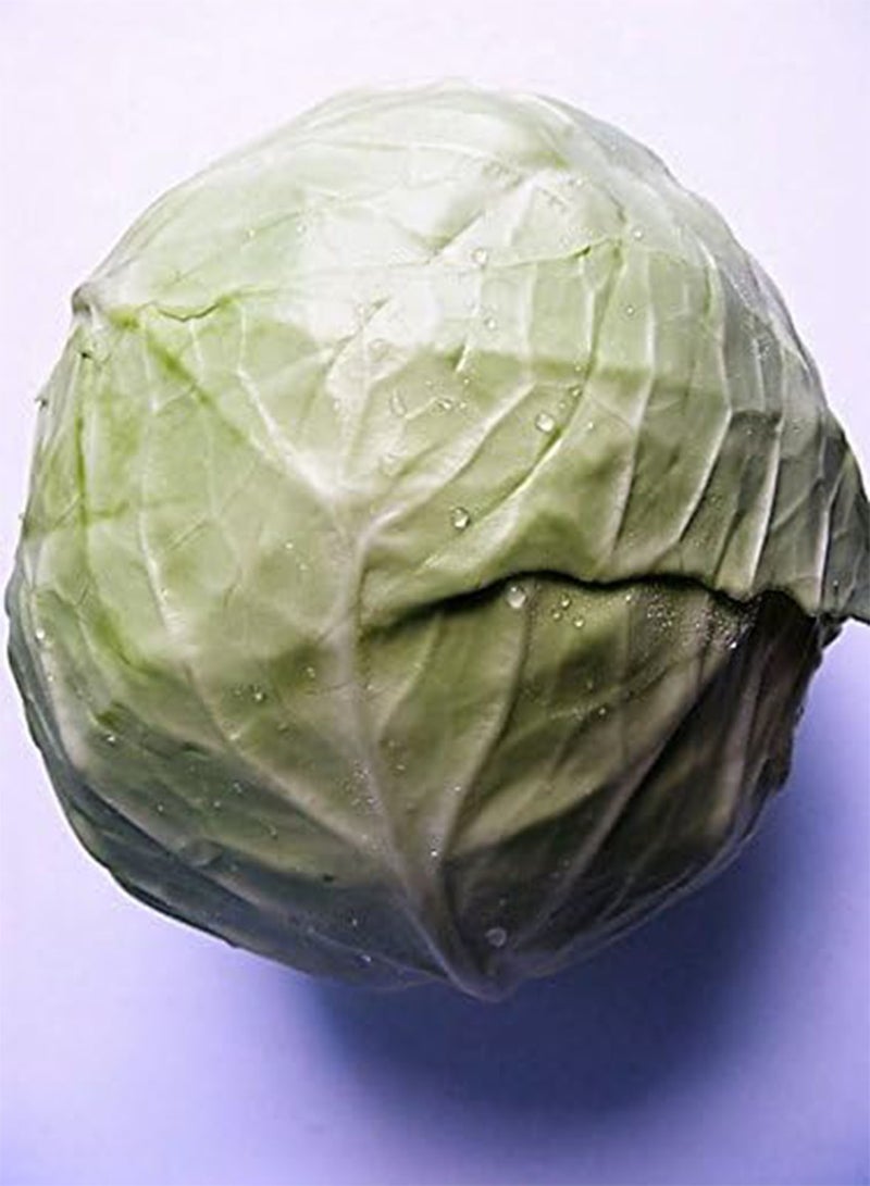 GGOOT 50 COPENHAGEN MARKET EARLY CABBAGE Heirloom Brassica Oleracea Vegetable Seeds - Image 1