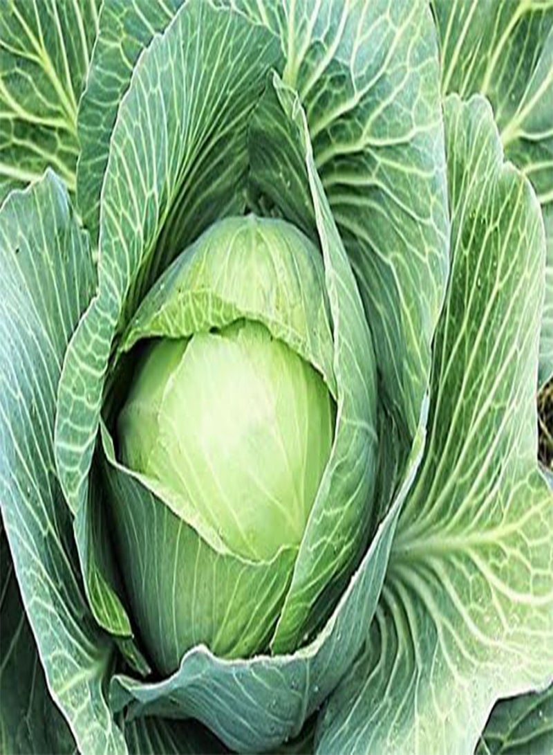 GGOOT 50 COPENHAGEN MARKET EARLY CABBAGE Heirloom Brassica Oleracea Vegetable Seeds - Image 5