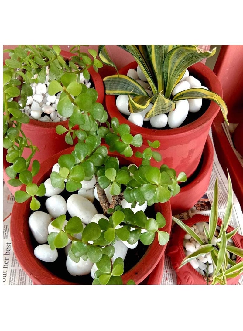 White Decorative Pebbles River Rock Large White Light Polished Stones For Glassware, Vases, Outdoor Graden, Lawn Aquariums 3Kg