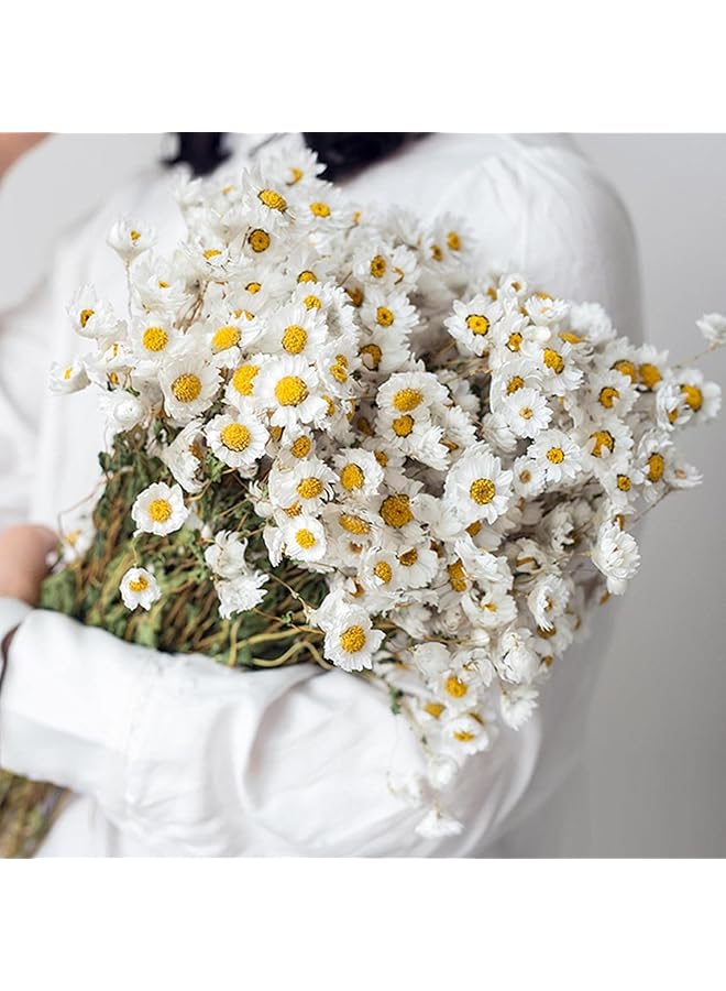 The Bros Dried Daisy Flowers Bouquet, 150+ Dry White Flowers, Artificial Sunflowers, 17'' Natural Gerber Daisies Arrangements for Farmhouse Vase Decor, Wedding, DIY Home Office Party Decoration - Image 1