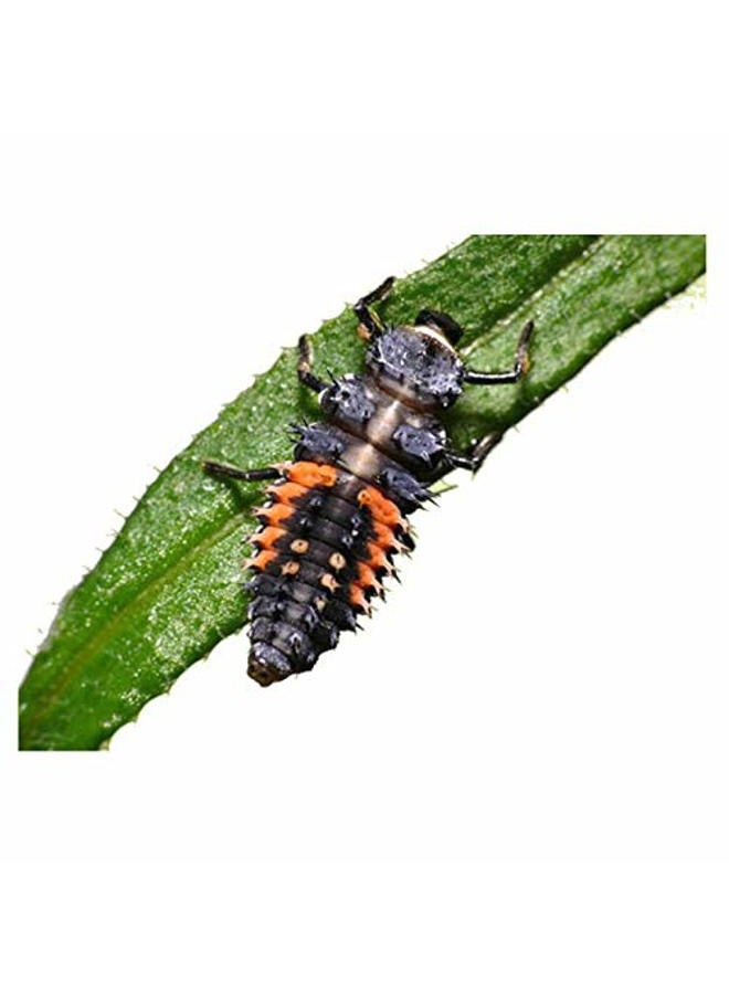 Insect Lore 10-15 Ladybug Larvae - Live Pink Spotted Ladybug Larvae - Grown in USA - Refill for Habitat - Observe, Raise & Release Ladybugs - Image 3