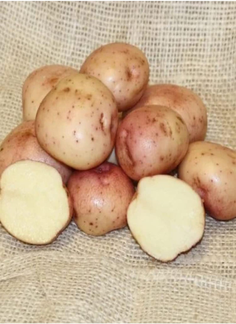 GGOOT - Main Crop Seed Potatoes Kerr's Pink, Main Crop Variety,X10 Tubers, Ready for Planting Now. - Image 1