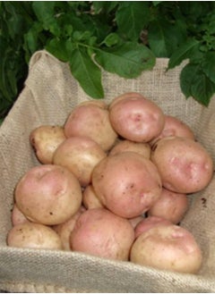 Main Crop Seed Potatoes Kerr's Pink, Main Crop Variety,X10 Tubers, Ready for Planting Now.