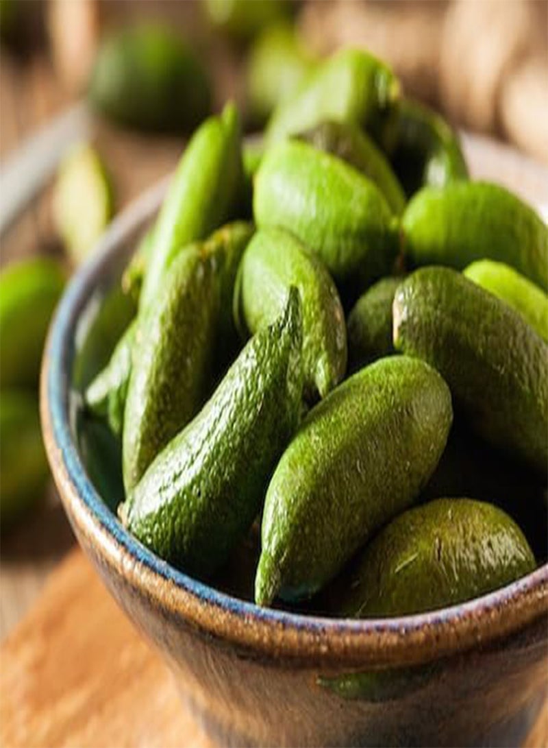 GGOOT 60pcs Finger Lime Fruit Seeds  - Image 1